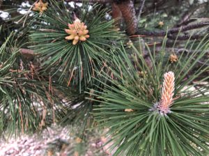 Western White Pine Allergy Info