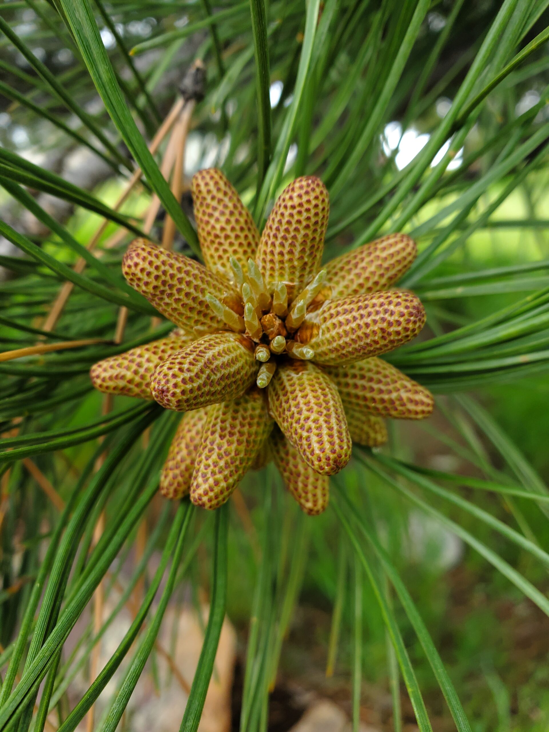 Pine Pollen Contributes to Dirty Windows